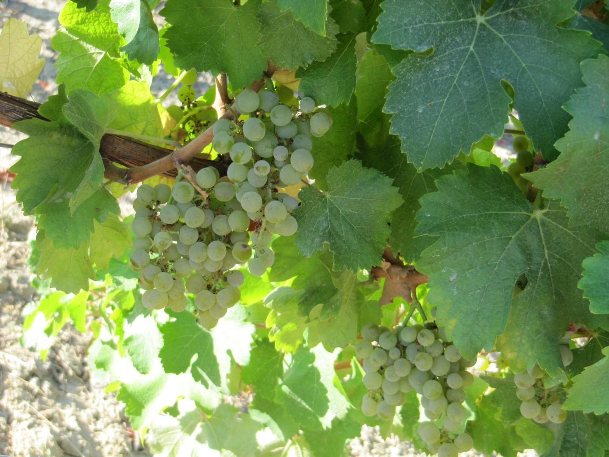 Podere Riosto Cantina&Agriturismo Pianoro Exteriör bild