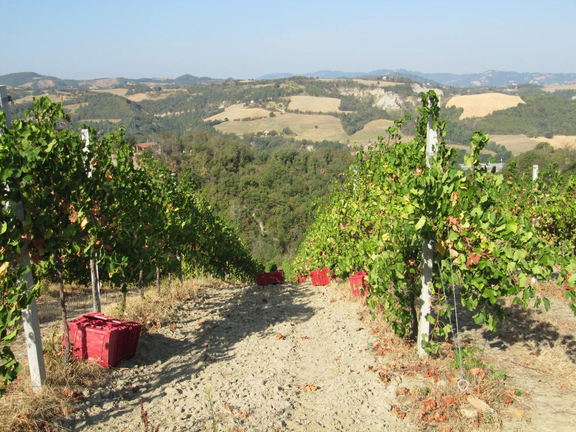Podere Riosto Cantina&Agriturismo Pianoro Exteriör bild
