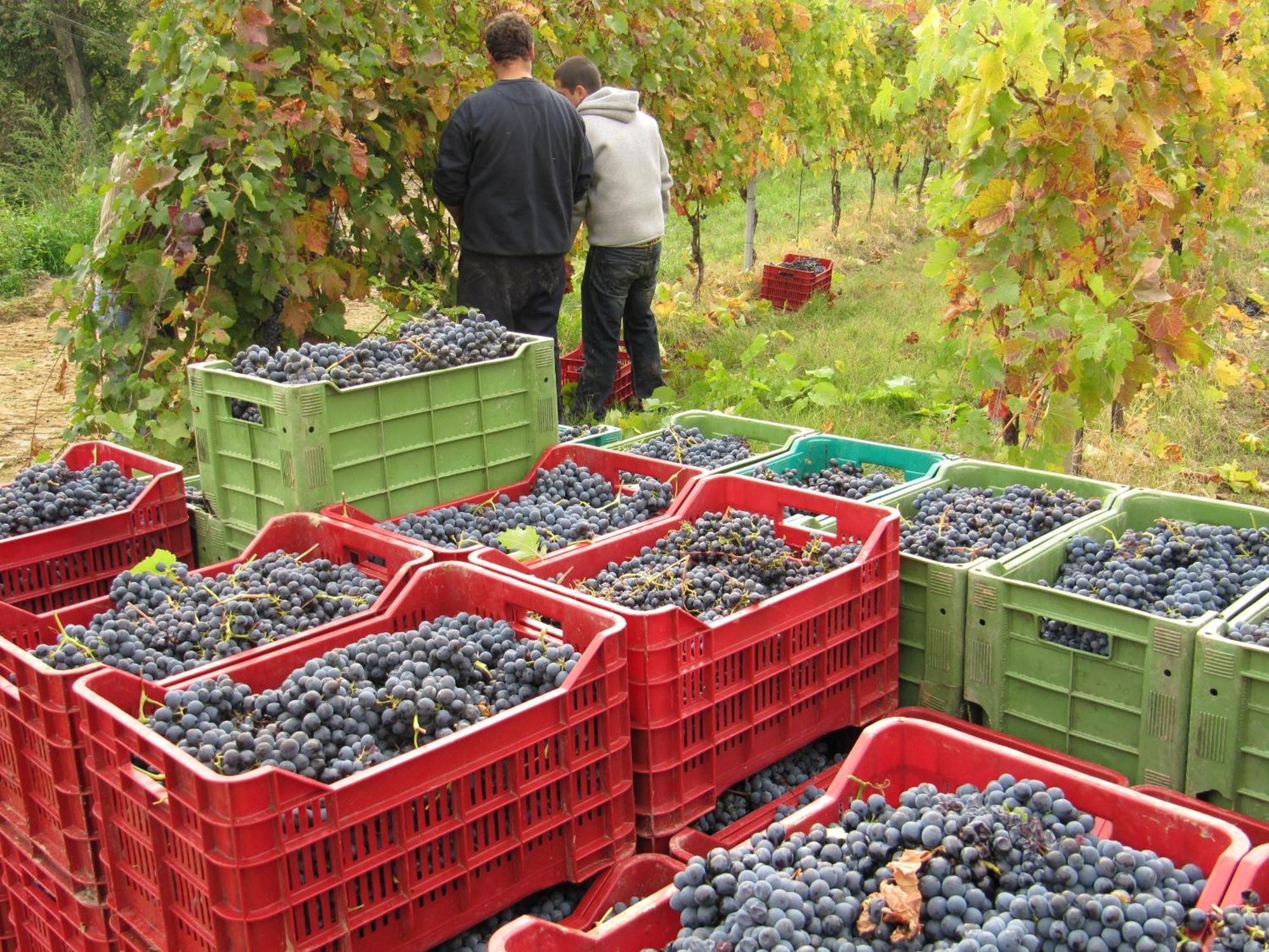 Podere Riosto Cantina&Agriturismo Pianoro Exteriör bild